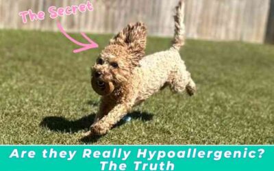 Cavapoo Hypoallergenic Truth: Are Cavapoos Really Allergy-Friendly?