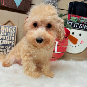 Cavapoo-Puppy-for-Sale-Puppies-on-the-Gulf-Bonnie-Looking-Sheepish