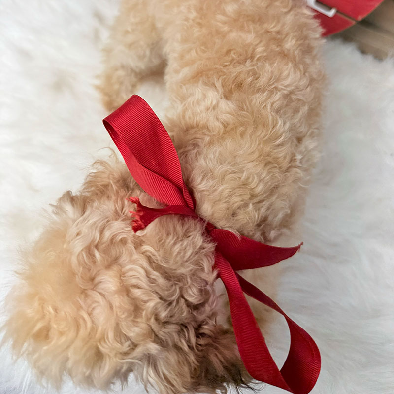 Cavapoo-Puppy-for-Sale-Puppies-on-the-Gulf-Bonnie-Luxurious-Coat