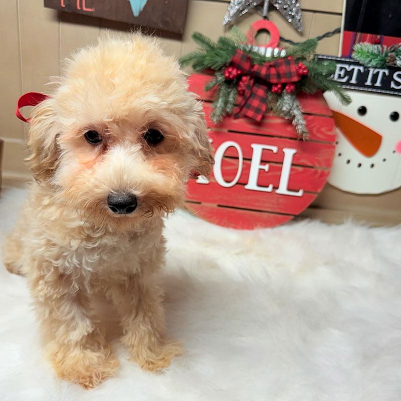 Cavapoo-Puppy-for-Sale-Puppies-on-the-Gulf-Bonnie-Playing-Shy