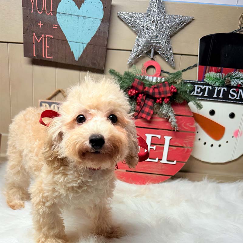 Cavapoo-Puppy-for-Sale-Puppies-on-the-Gulf-Bonnie-Ready-To-Go