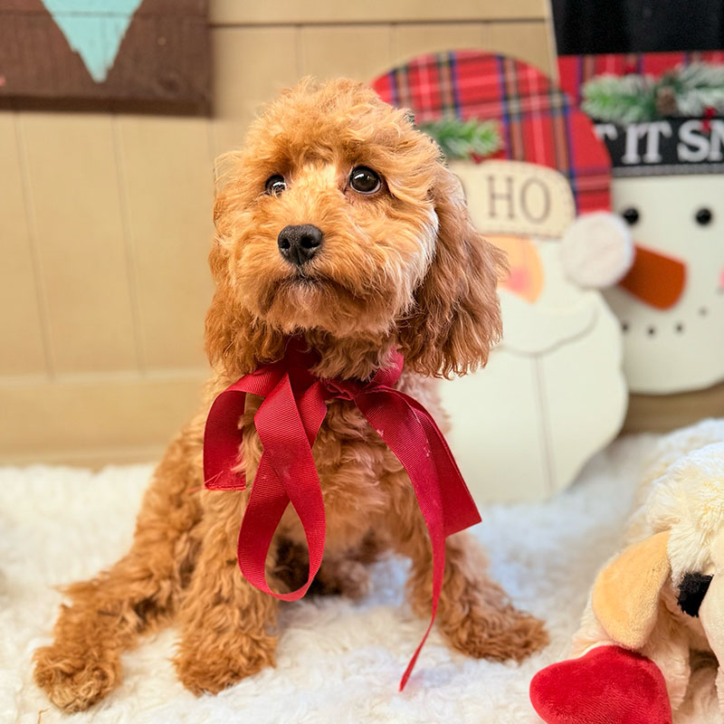 Cavapoo-Puppy-for-Sale-Puppies-on-the-Gulf-Coco-Are-We-Done-Yet