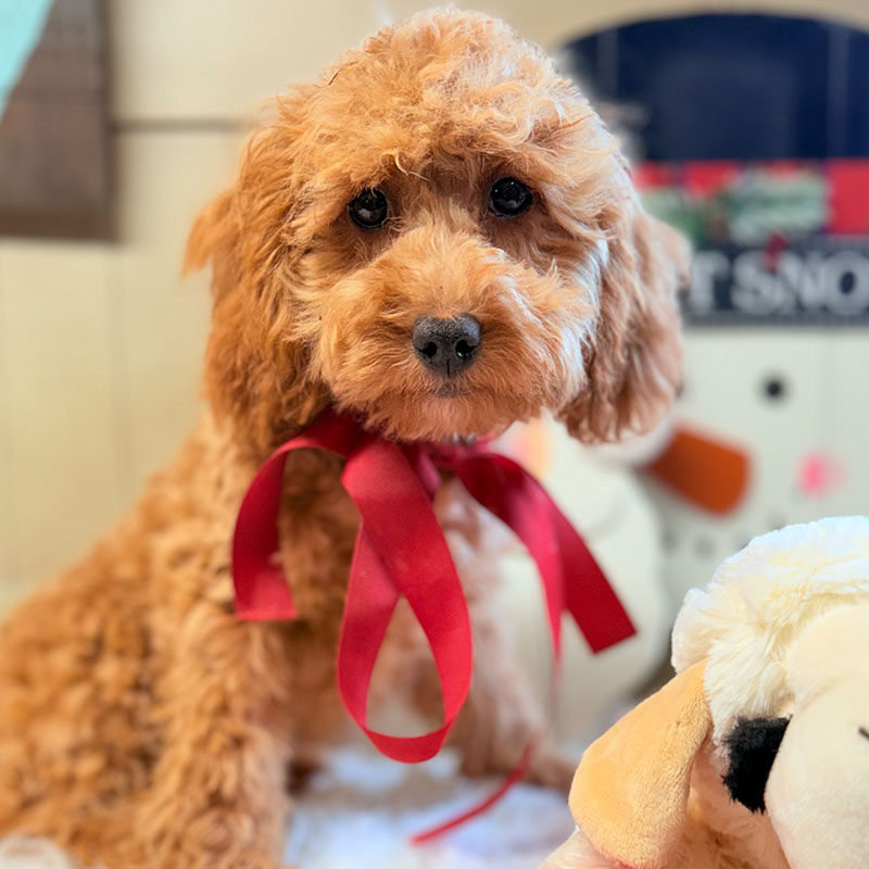 Cavapoo-Puppy-for-Sale-Puppies-on-the-Gulf-Coco-Up-Close-With-Me
