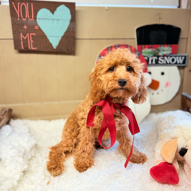 Cavapoo-Puppy-for-Sale-Puppies-on-the-Gulf-Coco-Wearing-a-bow