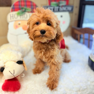 Cavapoo-Puppy-for-Sale-Puppies-on-the-Gulf-Jackie-Beautiful-Girl