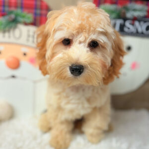 Cavapoo-Puppy-for-Sale-Puppies-on-the-Gulf-Jackson-Blonde-curls