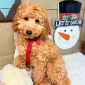 Cavapoo-Puppy-for-Sale-Puppies-on-the-Gulf-Jazz-Formal-Pose