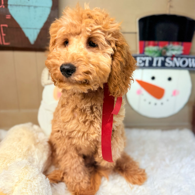 Cavapoo-Puppy-for-Sale-Puppies-on-the-Gulf-Jazz-Look-Away