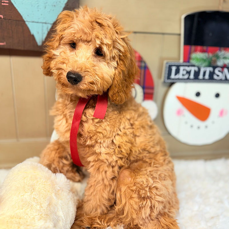 Cavapoo-Puppy-for-Sale-Puppies-on-the-Gulf-Jazz-Regal-Proper