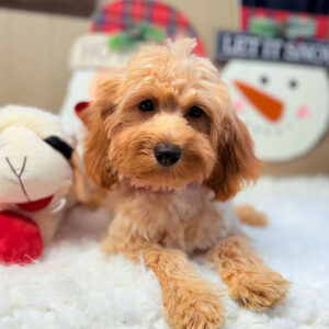 Cavapoo-Puppy-for-Sale-Puppies-on-the-Gulf-Jenny-Close-And-Personal
