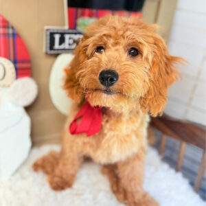 Cavapoo-Puppy-for-Sale-Puppies-on-the-Gulf-Johnnie-All-Smiles