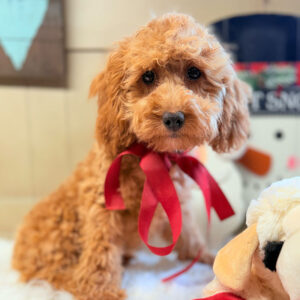 Cavapoo-Puppy-for-Sale-Puppies-on-the-Gulf-Julia-Sad-Eyes