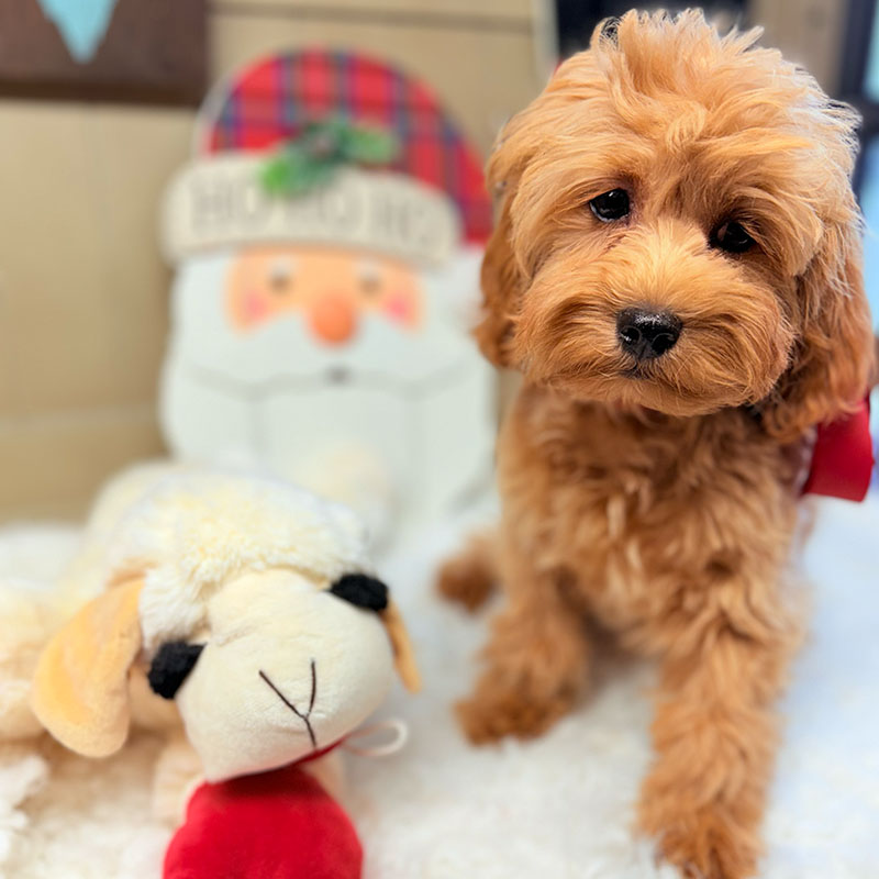Cavapoo-Puppy-for-Sale-Puppies-on-the-Gulf-Lauren-Posing-with-Lambchop