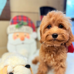 Cavapoo-Puppy-for-Sale-Puppies-on-the-Gulf-Lauren-Sitting-so-pretty