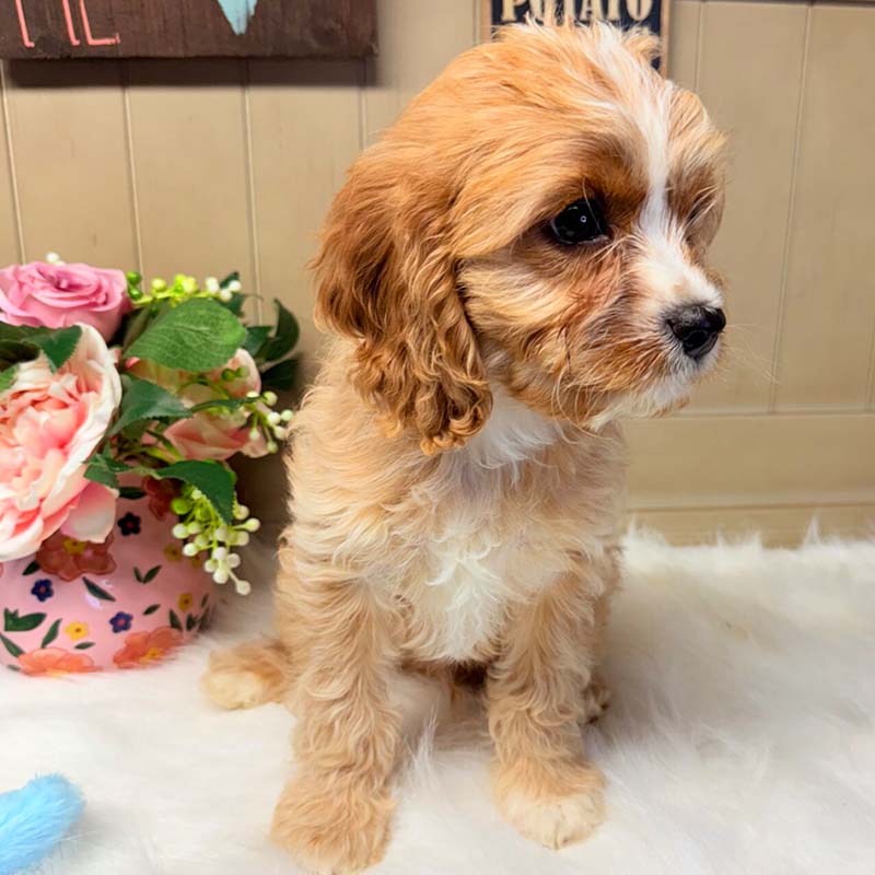 Cavapoo-Puppy-for-Sale-Puppies-on-the-Gulf-Oscar-Look-Squirrel
