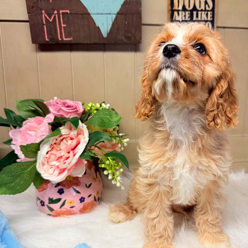 Cavapoo-Puppy-for-Sale-Puppies-on-the-Gulf-Oscar-Looking-Longingly