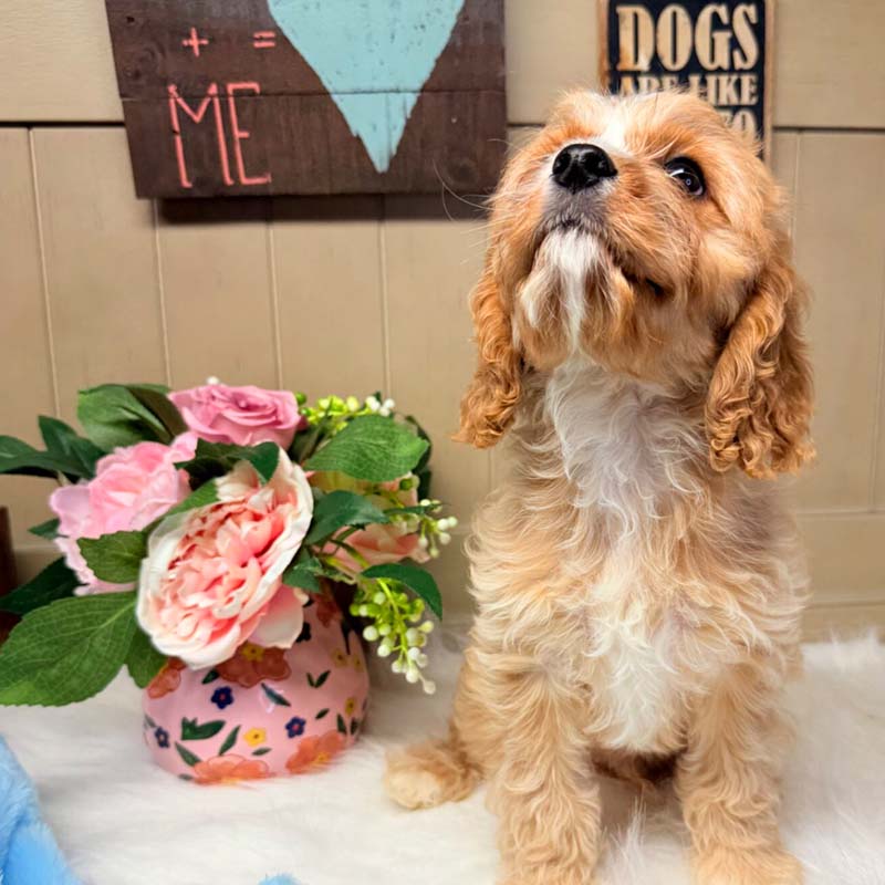 Cavapoo-Puppy-for-Sale-Puppies-on-the-Gulf-Oscar-Whats-Cooking