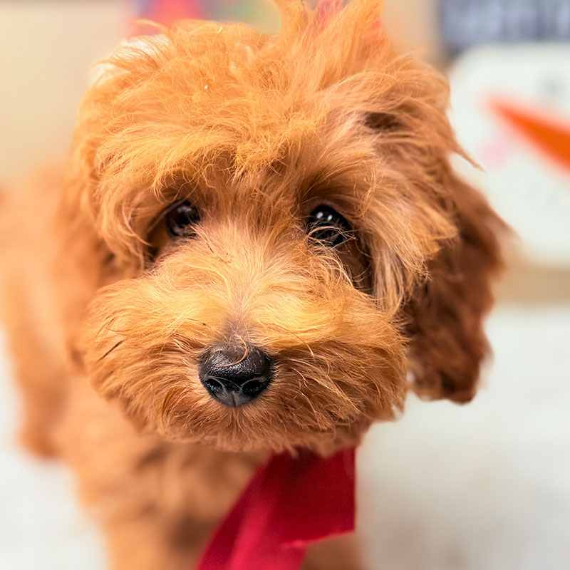 Cavapoo-Puppy-for-Sale-Puppies-on-the-Gulf-Tiffany-Eye-to-eye