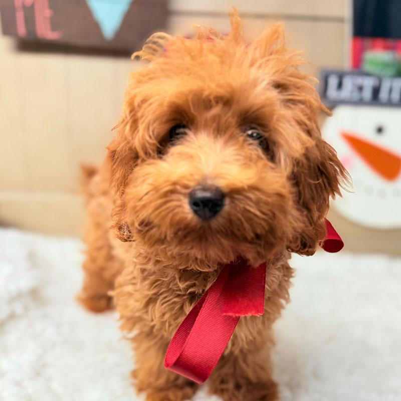 Cavapoo-Puppy-for-Sale-Puppies-on-the-Gulf-Tiffany-Furry-Adorable-Face