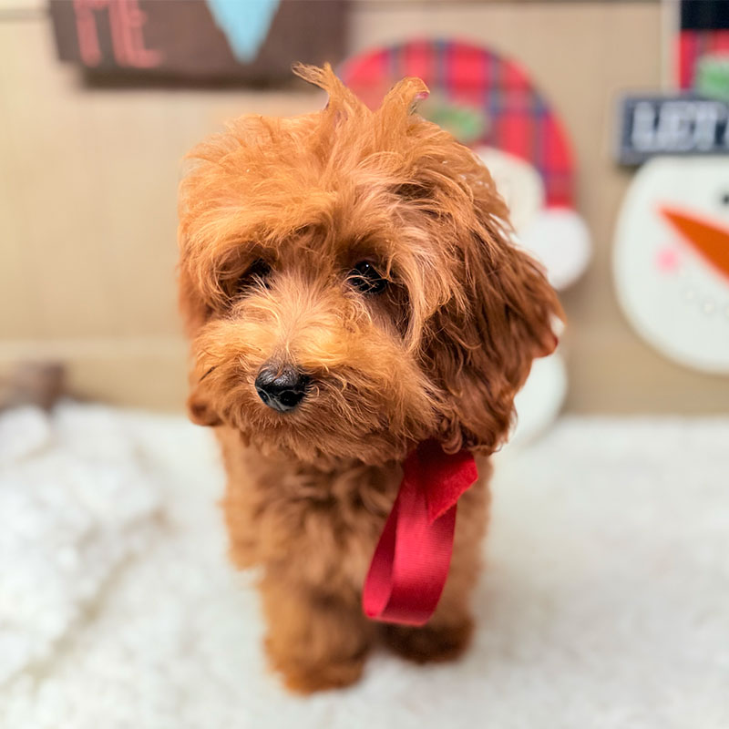 Cavapoo-Puppy-for-Sale-Puppies-on-the-Gulf-Tiffany-Look-Over-There