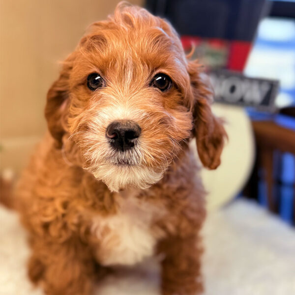 Bowie - Puppies on the Gulf