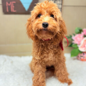 Cavapoochon-Puppy-for-Sale-Puppies-on-the-Gulf-Coco-Bright-Full-Body