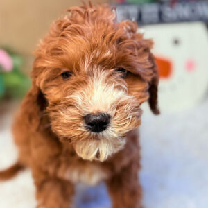 Cavapoochon-Puppy-for-Sale-Puppies-on-the-Gulf-Lainey-Fuzzy-Cute-Face