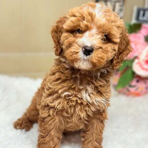Cavapoochon-Puppy-for-Sale-Puppies-on-the-Gulf-Loki-Looking-Very-Tough