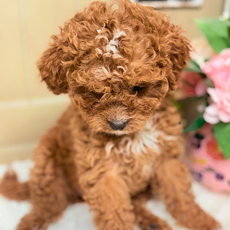 Cavapoochon-Puppy-for-Sale-Puppies-on-the-Gulf-Lucy-Curly-White-Spot