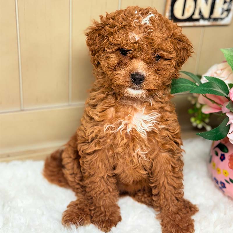 Cavapoochon-Puppy-for-Sale-Puppies-on-the-Gulf-Lucy-Looking-Curious-Down
