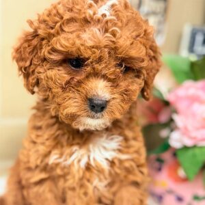 Cavapoochon-Puppy-for-Sale-Puppies-on-the-Gulf-Lucy-Looking-Down-Close