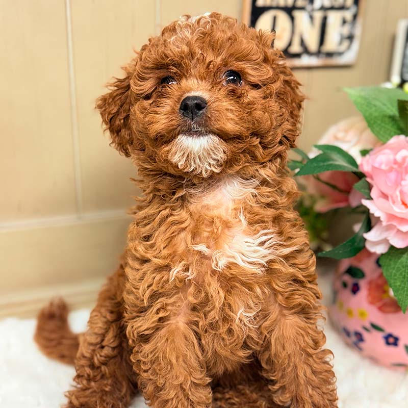 Cavapoochon-Puppy-for-Sale-Puppies-on-the-Gulf-Lucy-Looking-at-the-camera