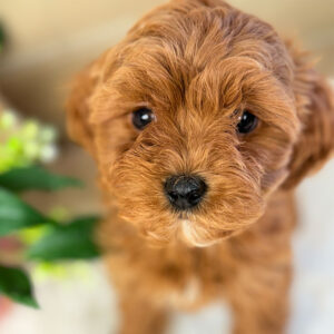 Cavapoochon-Puppy-for-Sale-Puppies-on-the-Gulf-Luna-Up-Close-Eyes
