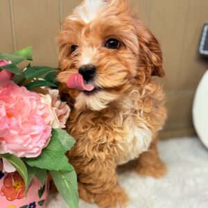 Cavapoochon-Puppy-for-Sale-Puppies-on-the-Gulf-Savanna-Adorable-Mid-Lick