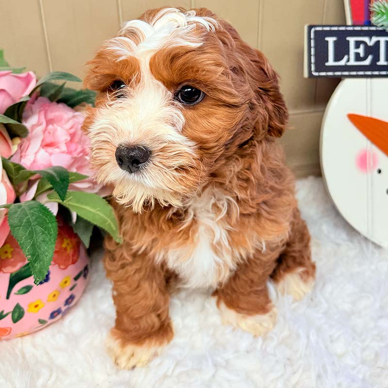 Cavapoochon-Puppy-for-Sale-Puppies-on-the-Gulf-Sophia-Left-Profile