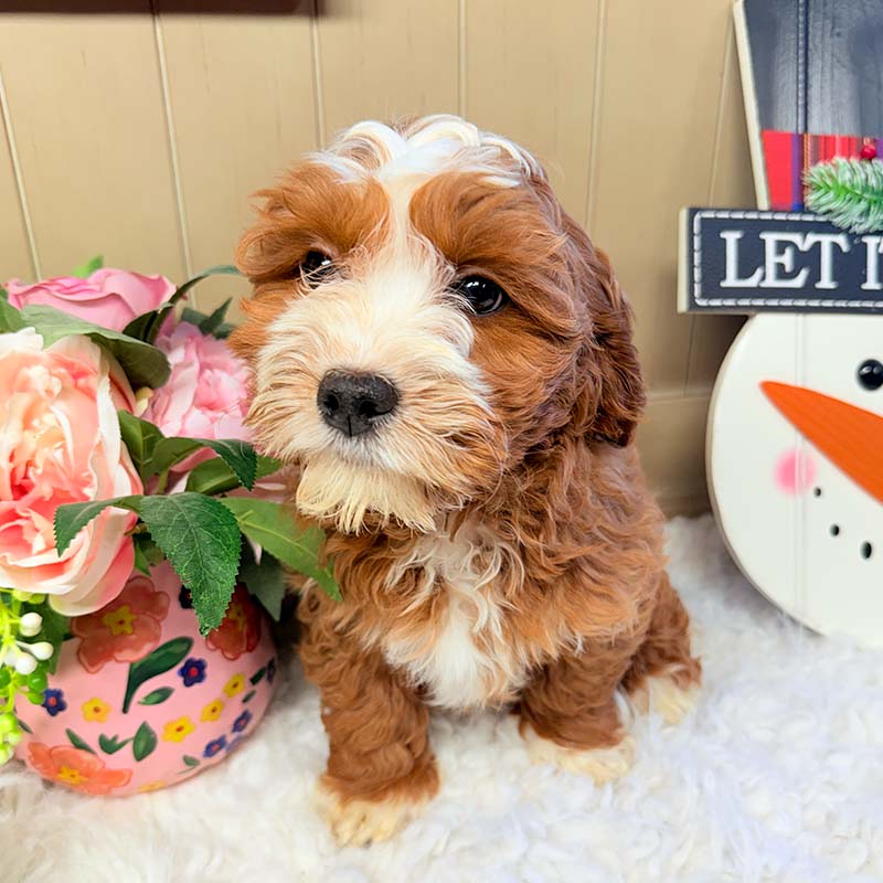 Cavapoochon-Puppy-for-Sale-Puppies-on-the-Gulf-Sophia-Looking-Adorable-Offcamera