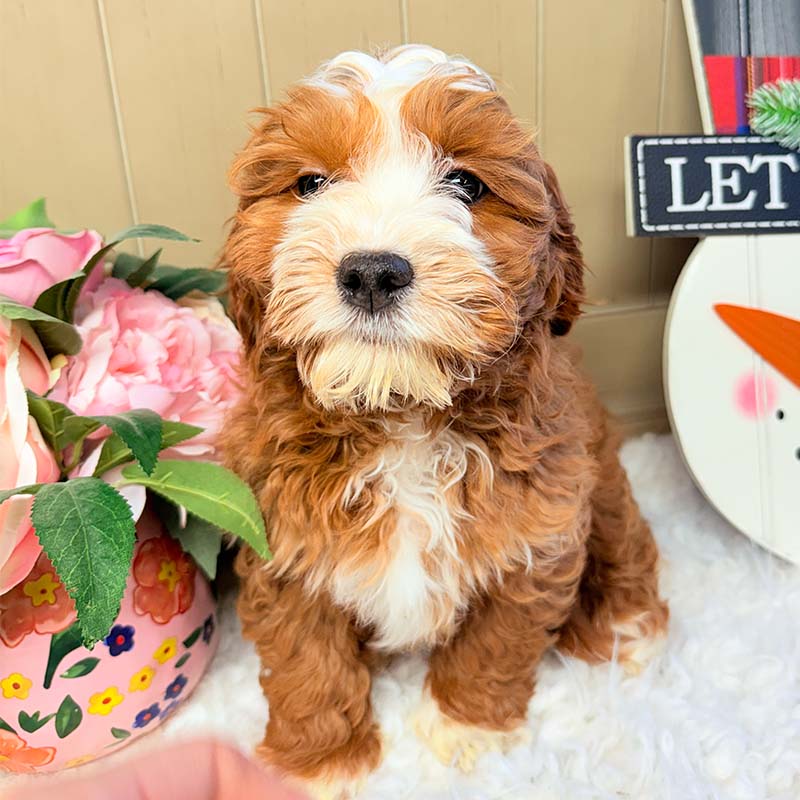 Cavapoochon-Puppy-for-Sale-Puppies-on-the-Gulf-Sophia-Looking-Straight-Forward