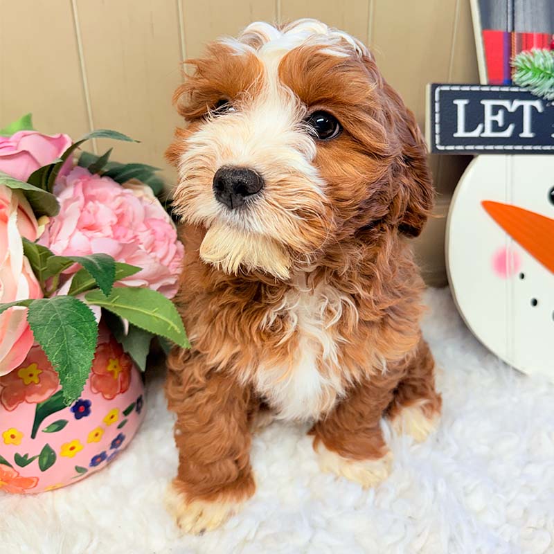 Cavapoochon-Puppy-for-Sale-Puppies-on-the-Gulf-Sophia-Slight-Sneer-Flower