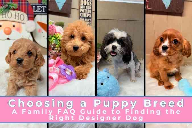 Choosing a Puppy Breed