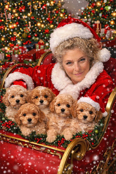 Healthy-Cavapoo-Puppies-in-time-for-Christmas-Puppies-on-the-Gulf-breeder-Susan-Long-Foley-AL-Pensacola-FL-Nationwide-Delivery