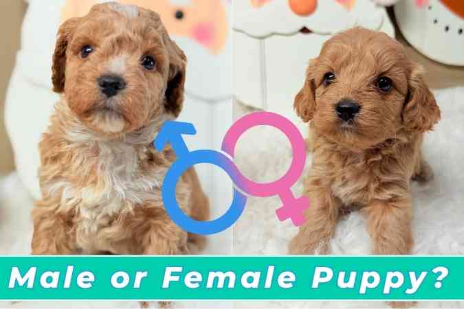Male or Female Puppy
