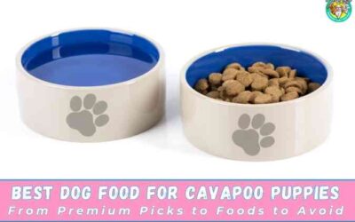 Best Dog Food for Cavapoo Puppies: Expert Rankings, Safe Choices & What to Avoid