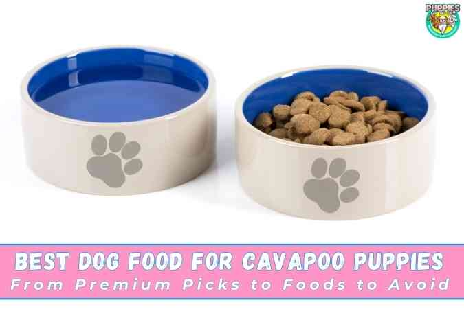 Best Dog Food for Cavapoo Puppies