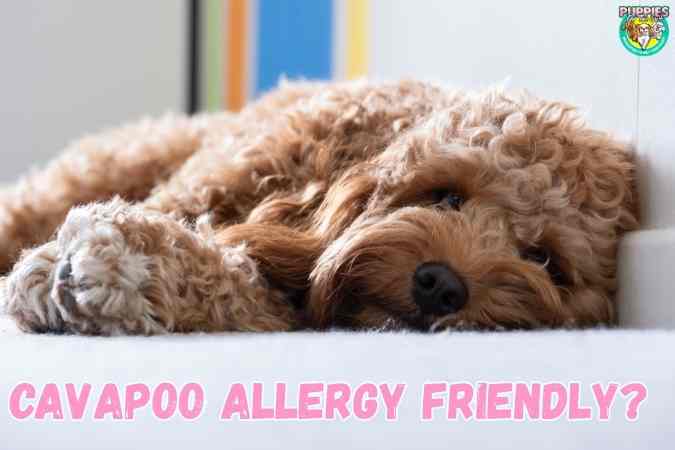 Cavapoo Allergy Friendly – Frequently Asked Questions