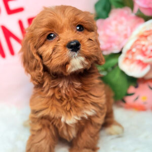 Cavapoo-Puppy-for-Sale-Puppies-on-the-Gulf-Cooper-Sad-and-curious