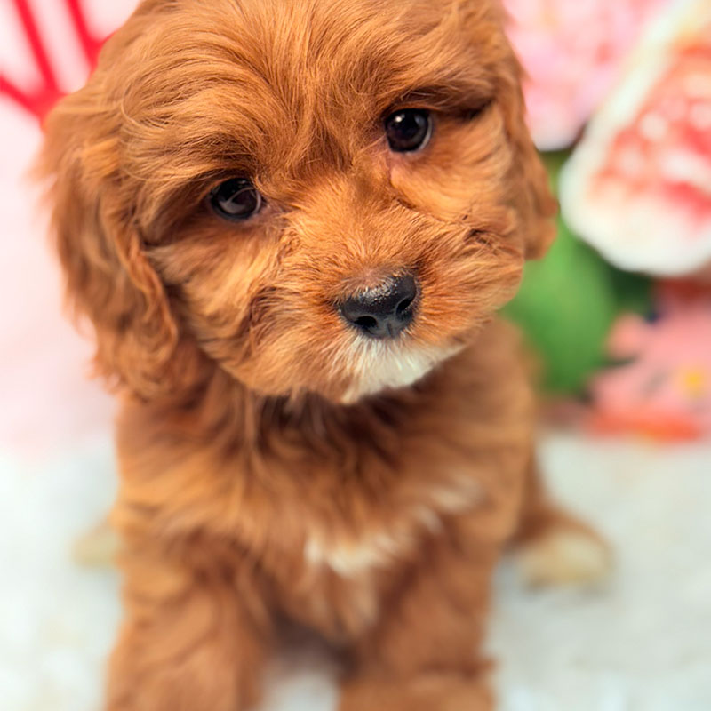 Cavapoo-Puppy-for-Sale-Puppies-on-the-Gulf-Cooper-Up-Close-Face