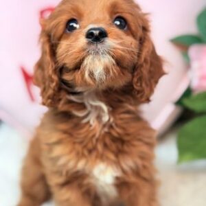 Cavapoo-Puppy-for-Sale-Duke-Puppies-on-the-Gulf-Duke looking into the distance cute