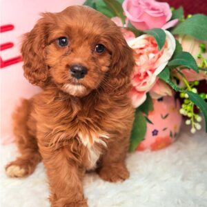 Cavapoo-Puppy-for-Sale-Puppies-on-the-Gulf-Gus-Thinking-About-It
