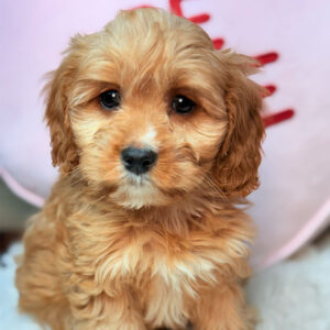 Cavapoo-Puppy-for-Sale-Puppies-on-the-Gulf-Honey-Bear-Cute-And-Friendly