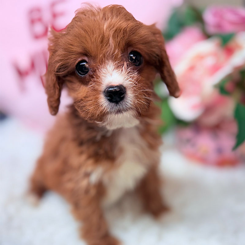 Cavapoo-Puppy-for-Sale-Puppies-on-the-Gulf-Molly-Close-Up-Face
